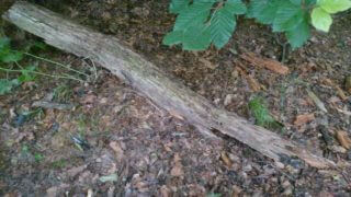 Foto eines massiven Stocks auf Waldboden